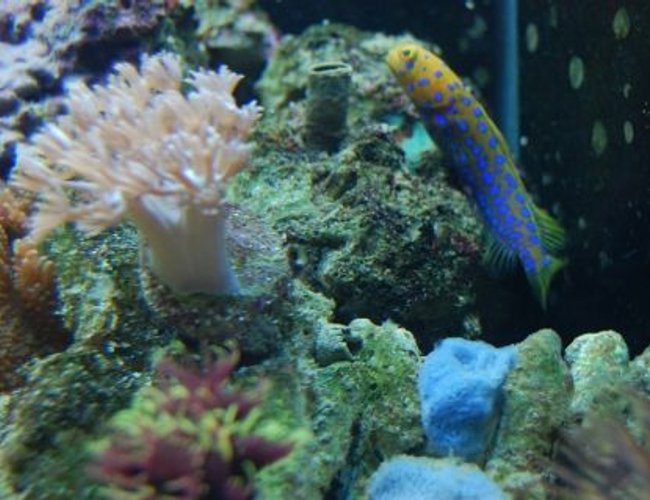 saltwater fish - opistognathus rosenblatti - jawfish, blue dot stocking in 60 gallons tank - Big mouth spotted jawfish (We call Blue) saltwater fish - opistognathus rosenblatti - jawfish, blue dot stocking in 60 gallons tank - Big mouth spotted jawfish (We call Blue)