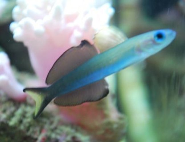 saltwater fish - ptereleotris evides - scissortail dartfish stocking in 60 gallons tank - Scissortail goby saltwater fish - ptereleotris evides - scissortail dartfish stocking in 60 gallons tank - Scissortail goby