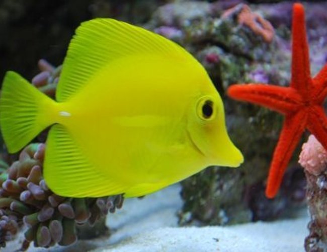 saltwater fish - zebrasoma flavescens - yellow tang - hawaii stocking in 60 gallons tank - Yellow tang saltwater fish - zebrasoma flavescens - yellow tang - hawaii stocking in 60 gallons tank - Yellow tang