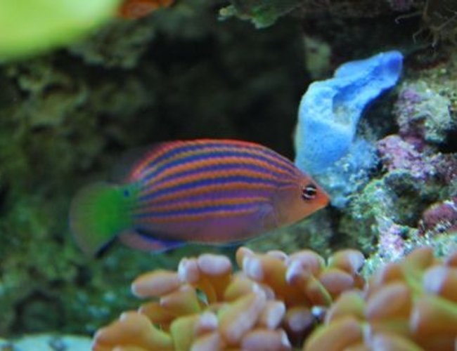 saltwater fish - pseudocheilinus hexataenia - six line wrasse stocking in 60 gallons tank - Six line wrasse saltwater fish - pseudocheilinus hexataenia - six line wrasse stocking in 60 gallons tank - Six line wrasse