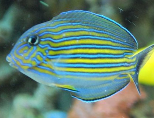 saltwater fish - acanthurus lineatus - clown tang stocking in 60 gallons tank - Clown tang (We call Buddy) saltwater fish - acanthurus lineatus - clown tang stocking in 60 gallons tank - Clown tang (We call Buddy)