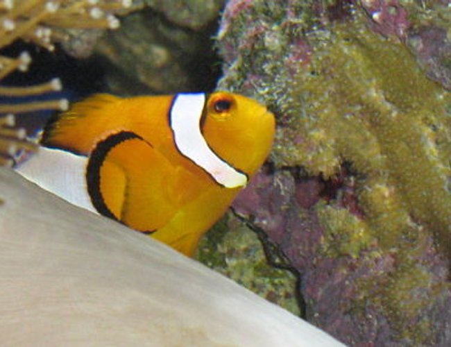 saltwater fish - amphiprion percula - true percula clownfish stocking in 330 gallons tank - Dad with his 14th clutch this year :) saltwater fish - amphiprion percula - true percula clownfish stocking in 330 gallons tank - Dad with his 14th clutch this year :)