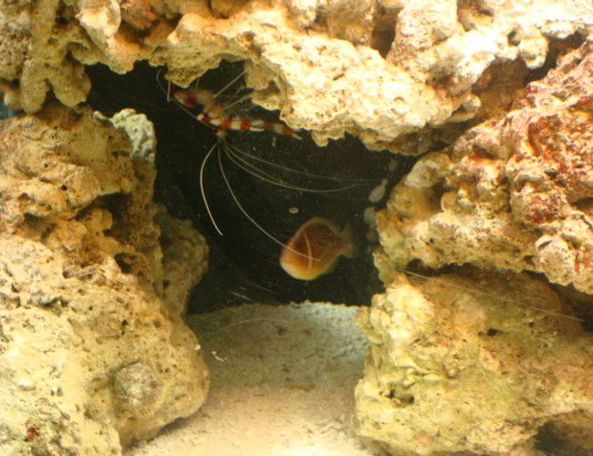saltwater fish - amphiprion perideraion - pink skunk clownfish stocking in 29 gallons tank - just hangin out saltwater fish - amphiprion perideraion - pink skunk clownfish stocking in 29 gallons tank - just hangin out