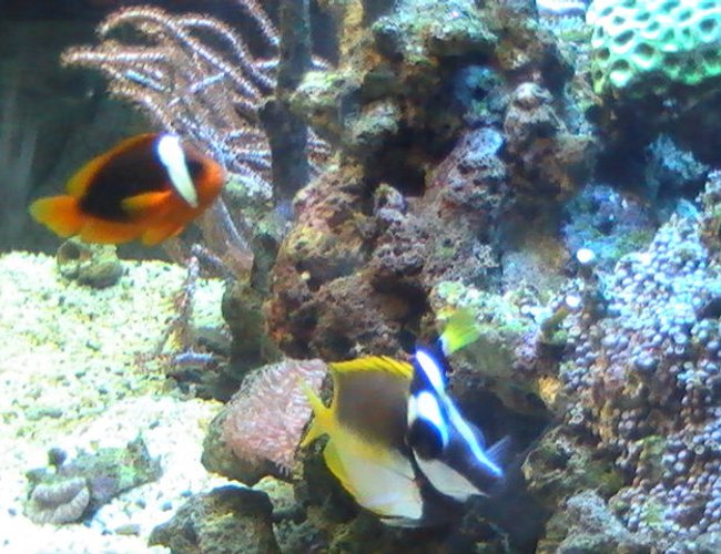 saltwater fish - amphiprion frenatus - tomato clownfish stocking in 95 gallons tank - Foxface Lo & Clownfish saltwater fish - amphiprion frenatus - tomato clownfish stocking in 95 gallons tank - Foxface Lo & Clownfish