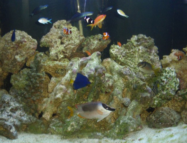 saltwater fish - siganus magnifica - magnificent foxface stocking in 144 gallons tank - 144 gallon half-circle saltwater fish - siganus magnifica - magnificent foxface stocking in 144 gallons tank - 144 gallon half-circle
