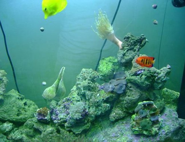 saltwater fish - centropyge loriculus - flame angelfish stocking in 157 gallons tank - coolness saltwater fish - centropyge loriculus - flame angelfish stocking in 157 gallons tank - coolness