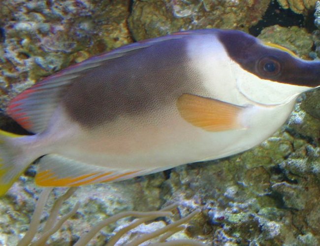 saltwater fish - siganus magnifica - magnificent foxface stocking in 144 gallons tank - Majestic Foxface saltwater fish - siganus magnifica - magnificent foxface stocking in 144 gallons tank - Majestic Foxface