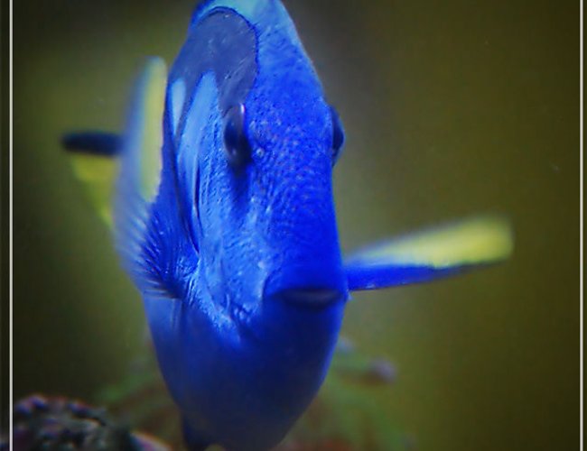 saltwater fish - paracanthurus hepatus - blue tang stocking in 150 gallons tank - regal tang saltwater fish - paracanthurus hepatus - blue tang stocking in 150 gallons tank - regal tang