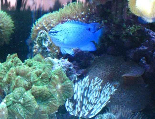 saltwater fish - chrysiptera cyanea - blue damselfish stocking in 46 gallons tank - Electric Blue Damsel saltwater fish - chrysiptera cyanea - blue damselfish stocking in 46 gallons tank - Electric Blue Damsel