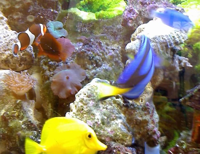 saltwater fish - paracanthurus hepatus - blue tang stocking in 55 gallons tank - update saltwater fish - paracanthurus hepatus - blue tang stocking in 55 gallons tank - update
