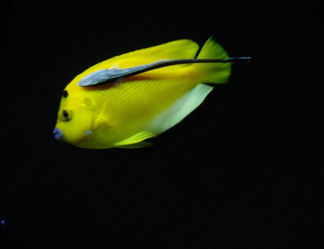 saltwater fish - apolemichthys trimaculatus - flagfin angelfish stocking in 300 gallons tank - Flagfin and Sucker saltwater fish - apolemichthys trimaculatus - flagfin angelfish stocking in 300 gallons tank - Flagfin and Sucker