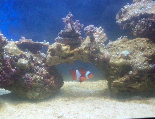 saltwater fish - amphiprion percula - true percula clownfish stocking in 20 gallons tank - alage problem saltwater fish - amphiprion percula - true percula clownfish stocking in 20 gallons tank - alage problem