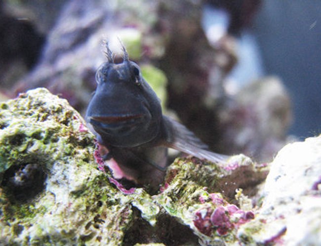 saltwater fish - atrosalarias fuscus - black sailfin blenny stocking in 70 gallons tank - another Blenny pic. He loves to pose!!! saltwater fish - atrosalarias fuscus - black sailfin blenny stocking in 70 gallons tank - another Blenny pic. He loves to pose!!!