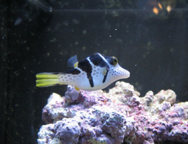 saltwater fish - canthigaster valentini - saddle valentini puffer stocking in 70 gallons tank - Valley, my new Valentino Puffer saltwater fish - canthigaster valentini - saddle valentini puffer stocking in 70 gallons tank - Valley, my new Valentino Puffer