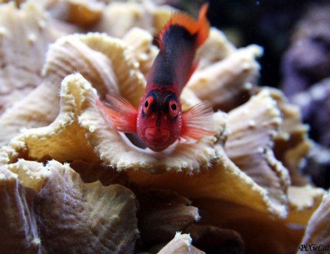 saltwater fish - neocirrhitus armatus - flame hawkfish stocking in 125 gallons tank - Flame hawkfish saltwater fish - neocirrhitus armatus - flame hawkfish stocking in 125 gallons tank - Flame hawkfish