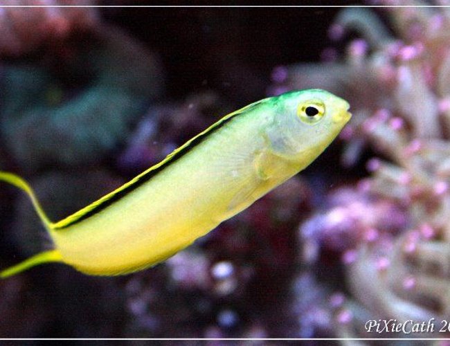 saltwater fish - meiacanthus oualanensis - canary blenny stocking in 125 gallons tank - Green canary blenny saltwater fish - meiacanthus oualanensis - canary blenny stocking in 125 gallons tank - Green canary blenny