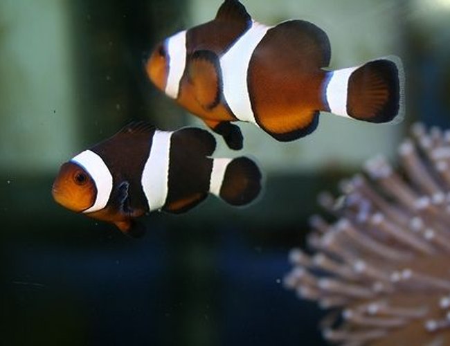 saltwater fish - amphiprion ocellaris var. - black & white ocellaris clownfish stocking in 40 gallons tank - clown fish. We've named them Brad and Ang...why? because they're both a pair of clowns. saltwater fish - amphiprion ocellaris var. - black & white ocellaris clownfish stocking in 40 gallons tank - clown fish. We've named them Brad and Ang...why? because they're both a pair of clowns.