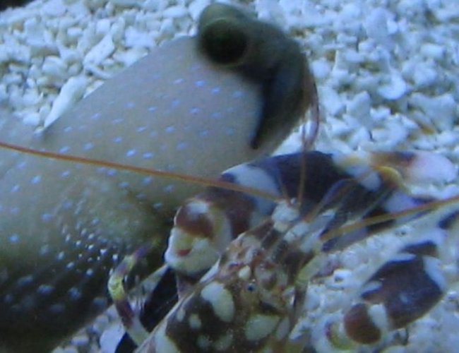 saltwater fish - opistognathus randalli - jawfish, black cap stocking in 125 gallons tank - Timon and Pumba saltwater fish - opistognathus randalli - jawfish, black cap stocking in 125 gallons tank - Timon and Pumba