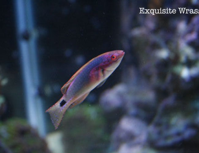 saltwater fish - cirrhilabrus exquisitus - exquisite wrasse stocking in 120 gallons tank - Exquisite Wrasse saltwater fish - cirrhilabrus exquisitus - exquisite wrasse stocking in 120 gallons tank - Exquisite Wrasse