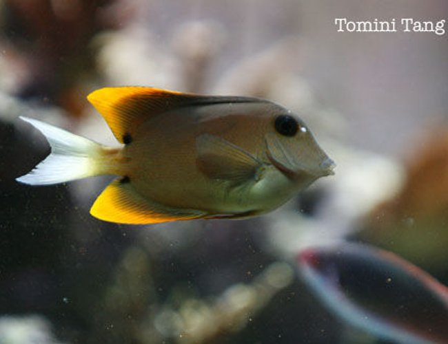 saltwater fish - ctenochaetus tominiensis - bristletooth tomini tang stocking in 120 gallons tank - Tomini tang saltwater fish - ctenochaetus tominiensis - bristletooth tomini tang stocking in 120 gallons tank - Tomini tang