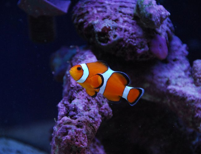 saltwater fish - amphiprion percula - true percula clownfish stocking in 20 gallons tank - Second clown fish. saltwater fish - amphiprion percula - true percula clownfish stocking in 20 gallons tank - Second clown fish.