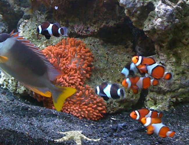 saltwater fish - siganus magnifica - magnificent foxface stocking in 144 gallons tank - Clowns, Anemone and Foxface saltwater fish - siganus magnifica - magnificent foxface stocking in 144 gallons tank - Clowns, Anemone and Foxface
