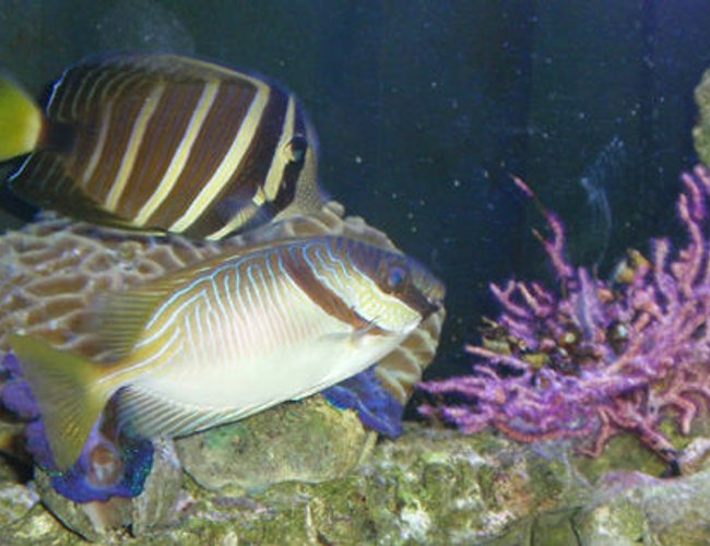 saltwater fish - siganus virgatus - two barred rabbitfish stocking in 144 gallons tank - Scribbled Rabbitfish, Sailfin Tang, and Purple Seafan saltwater fish - siganus virgatus - two barred rabbitfish stocking in 144 gallons tank - Scribbled Rabbitfish, Sailfin Tang, and Purple Seafan