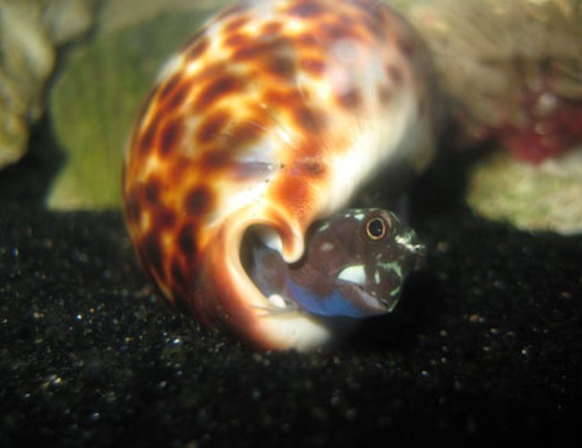 saltwater fish - ecsenius bicolor - bicolor blenny stocking in 144 gallons tank - Bi-color blenny in cowrie shell saltwater fish - ecsenius bicolor - bicolor blenny stocking in 144 gallons tank - Bi-color blenny in cowrie shell