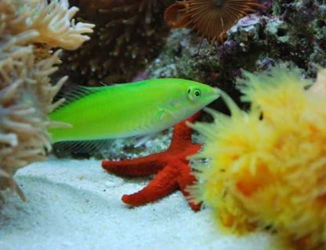 saltwater fish - halichoeres chloropterus - green wrasse stocking in 60 gallons tank - Green wrasse (Money) saltwater fish - halichoeres chloropterus - green wrasse stocking in 60 gallons tank - Green wrasse (Money)