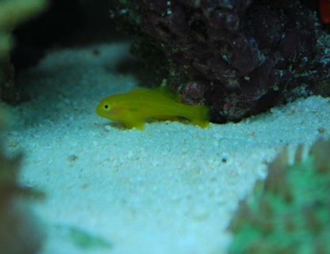 saltwater fish - gobiodon okinawae - clown goby, yellow stocking in 60 gallons tank - Gumdrop goby saltwater fish - gobiodon okinawae - clown goby, yellow stocking in 60 gallons tank - Gumdrop goby