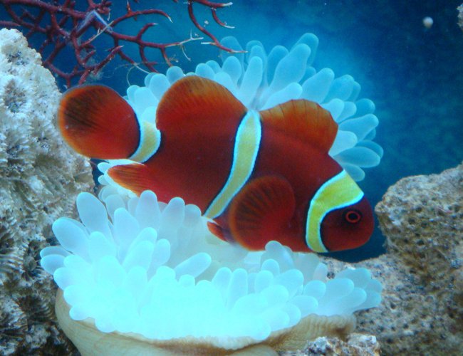 saltwater fish - premnas biaculeatus - yellowstripe maroon clownfish stocking in 8 gallons tank - Gold Striped Clown Fish nick named "Momo" saltwater fish - premnas biaculeatus - yellowstripe maroon clownfish stocking in 8 gallons tank - Gold Striped Clown Fish nick named "Momo"