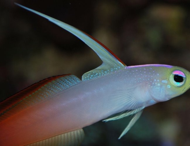 saltwater fish - nemateleotris magnifica - firefish stocking in 55 gallons tank - Firefish saltwater fish - nemateleotris magnifica - firefish stocking in 55 gallons tank - Firefish
