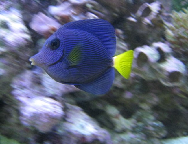 saltwater fish - zebrasoma xanthurum - purple tang stocking in 125 gallons tank - Purple Tang saltwater fish - zebrasoma xanthurum - purple tang stocking in 125 gallons tank - Purple Tang