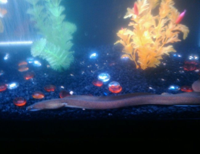 saltwater fish - gymnothorax miliaris - golden moray eel stocking in 75 gallons tank - MORAY ELI saltwater fish - gymnothorax miliaris - golden moray eel stocking in 75 gallons tank - MORAY ELI