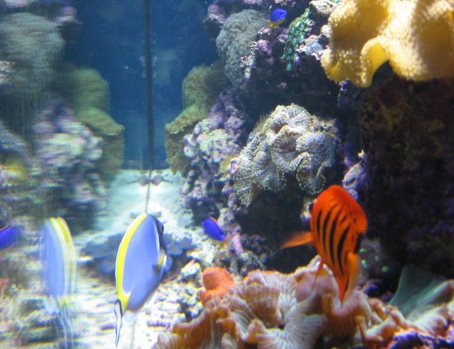 saltwater fish - centropyge loriculus - flame angelfish stocking in 120 gallons tank - Right Side of Tank - Side Reef display saltwater fish - centropyge loriculus - flame angelfish stocking in 120 gallons tank - Right Side of Tank - Side Reef display
