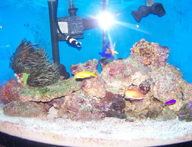 saltwater fish - pseudochromis porphyreus - purple pseudochromis stocking in 70 gallons tank - 70 gal bowfront corner tank, 380 watt MH PC combo, 40 lbs live rock, 60 lbs live sand or so, fluvall FX5, remora pro with mag drive 3, clean up crew, black and white oscellaris, coral beauty, strawberry pseudocromis, 2 femail squami anthias and 1 male squami anthias, Bubble tip anemone, cleaner shrimp, running since aug of 08' saltwater fish - pseudochromis porphyreus - purple pseudochromis stocking in 70 gallons tank - 70 gal bowfront corner tank, 380 watt MH PC combo, 40 lbs live rock, 60 lbs live sand or so, fluvall FX5, remora pro with mag drive 3, clean up crew, black and white oscellaris, coral beauty, strawberry pseudocromis, 2 femail squami anthias and 1 male squami anthias, Bubble tip anemone, cleaner shrimp, running since aug of 08'