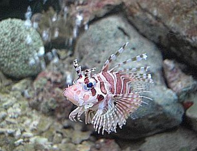 saltwater fish - dendrochirus zebra - dwarf/zebra lionfish stocking in 700 gallons tank - Leo the Lionfish saltwater fish - dendrochirus zebra - dwarf/zebra lionfish stocking in 700 gallons tank - Leo the Lionfish