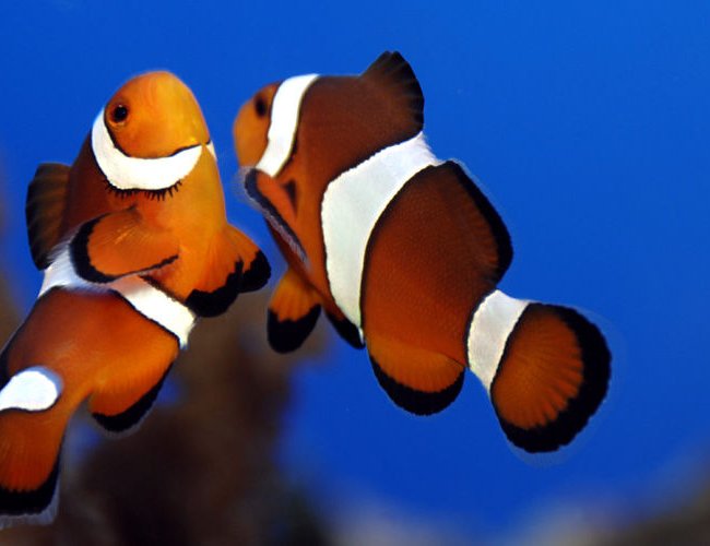 saltwater fish - amphiprion ocellaris - ocellaris clownfish stocking in 75 gallons tank - dancing clowns saltwater fish - amphiprion ocellaris - ocellaris clownfish stocking in 75 gallons tank - dancing clowns