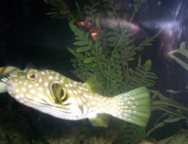 saltwater fish - arothron hispidus - stars and stripes puffer stocking in 125 gallons tank - Stars and Stripes Puffer saltwater fish - arothron hispidus - stars and stripes puffer stocking in 125 gallons tank - Stars and Stripes Puffer