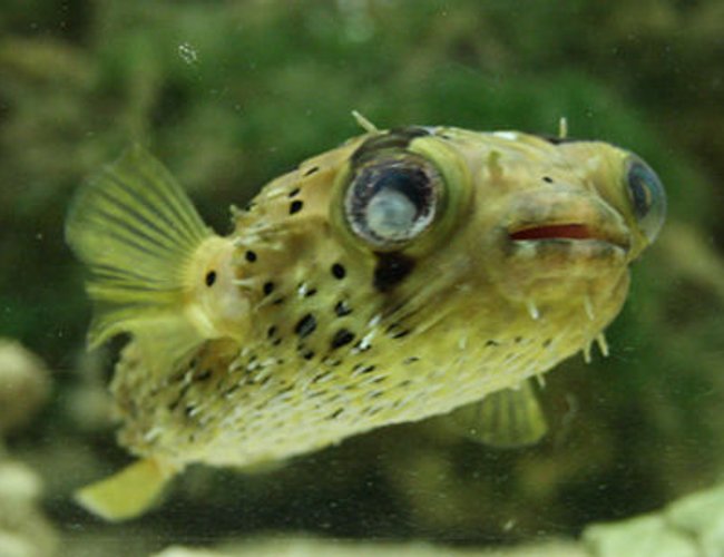 saltwater fish - diodon holocanthus - porcupine puffer stocking in 220 gallons tank - My one eyed Porcupine Puffer. She was damaged in transit to the shop, so my vet nurse girlfriend couldn't resist taking on the wounded! saltwater fish - diodon holocanthus - porcupine puffer stocking in 220 gallons tank - My one eyed Porcupine Puffer. She was damaged in transit to the shop, so my vet nurse girlfriend couldn't resist taking on the wounded!