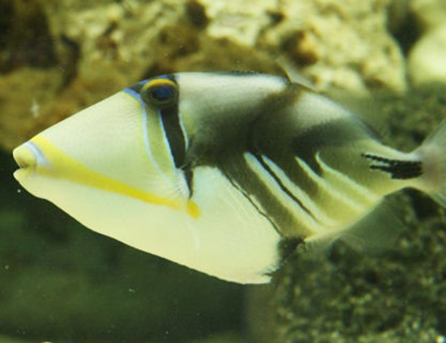 saltwater fish - rhinecanthus aculeatus - humu picasso triggerfish stocking in 220 gallons tank - Picasso trigger or Humu Humu.
I was warned this one would be a trouble maker, but he is as good as gold! saltwater fish - rhinecanthus aculeatus - humu picasso triggerfish stocking in 220 gallons tank - Picasso trigger or Humu Humu.
I was warned this one would be a trouble maker, but he is as good as gold!