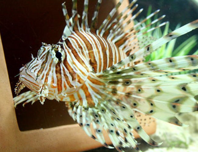 saltwater fish - pterois volitans - volitan lionfish stocking in 220 gallons tank - Peacock/Volitan Lion Fish saltwater fish - pterois volitans - volitan lionfish stocking in 220 gallons tank - Peacock/Volitan Lion Fish