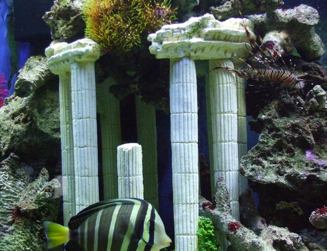 saltwater fish - pterois volitans - volitan lionfish stocking in 55 gallons tank - my sailfin tang swiming by rome saltwater fish - pterois volitans - volitan lionfish stocking in 55 gallons tank - my sailfin tang swiming by rome