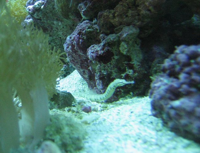 saltwater fish - corythoichthys sp. - dragonface pipefish stocking in 75 gallons tank - Pipe fish saltwater fish - corythoichthys sp. - dragonface pipefish stocking in 75 gallons tank - Pipe fish