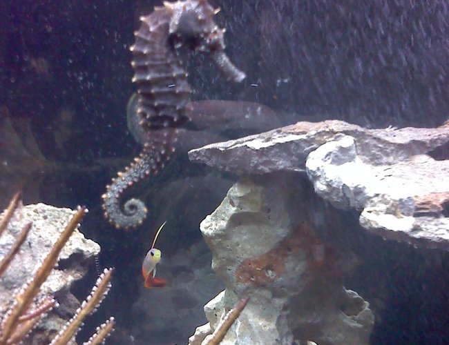 saltwater fish - hippocampus erectus - black seahorse stocking in 30 gallons tank - My female horse, Cookie (Short for 'Tough Cookie'- That she is!) with Mr.Narwhal in the background saltwater fish - hippocampus erectus - black seahorse stocking in 30 gallons tank - My female horse, Cookie (Short for 'Tough Cookie'- That she is!) with Mr.Narwhal in the background