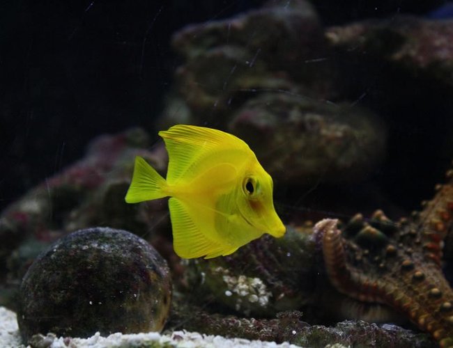 saltwater fish - zebrasoma flavescens - yellow tang - hawaii stocking in 29 gallons tank - yellow tang A.K.A- BuBbLes RIP saltwater fish - zebrasoma flavescens - yellow tang - hawaii stocking in 29 gallons tank - yellow tang A.K.A- BuBbLes RIP