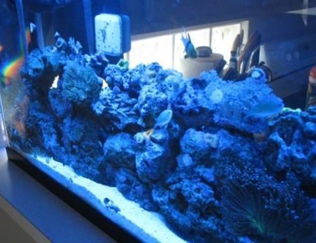 saltwater fish - chromis viridis - blue/green reef chromis stocking in 55 gallons tank - The tank at dawn saltwater fish - chromis viridis - blue/green reef chromis stocking in 55 gallons tank - The tank at dawn