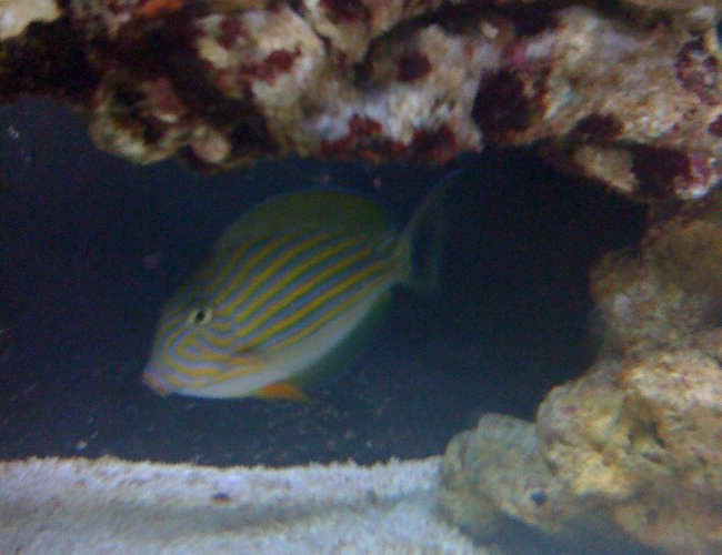 saltwater fish - acanthurus lineatus - clown tang stocking in 43 gallons tank - this is clowny my clown tang ! saltwater fish - acanthurus lineatus - clown tang stocking in 43 gallons tank - this is clowny my clown tang !