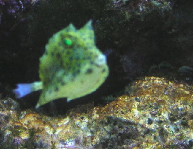 saltwater fish - lactoria cornuta - longhorn cowfish stocking in 75 gallons tank - my short horned gnarled cow fish saltwater fish - lactoria cornuta - longhorn cowfish stocking in 75 gallons tank - my short horned gnarled cow fish