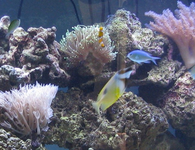 saltwater fish - chromis viridis - blue/green reef chromis stocking in 500 gallons tank - Half of tank due to file size... 3 months saltwater fish - chromis viridis - blue/green reef chromis stocking in 500 gallons tank - Half of tank due to file size... 3 months